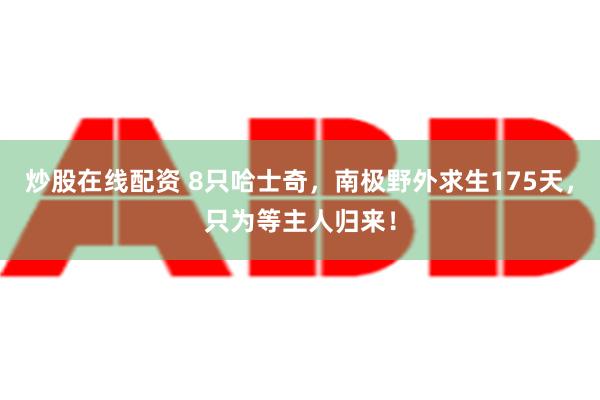 炒股在线配资 8只哈士奇，南极野外求生175天，只为等主人归来！